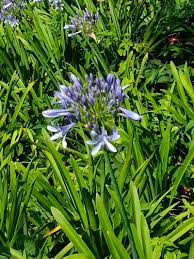Image result for Agapanthus campanulatus