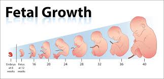 Fetal Development The Way It Goes The Peaceful Parents