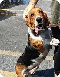 We practice moving their muzzle up and down, opening their mouth, and holding them on their backs in the air. St Petersburg Fl Basset Hound Meet Basset Hound A Pet For Adoption