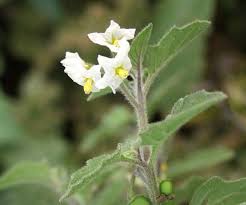 Image result for Solanum villosum