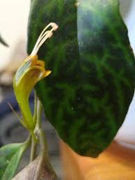 Image result for Agelanthus longipes