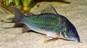 Jan 01, 2011 · to begin with, the only corydoras species that i'm aware of with obvious sexual dimorphism are c. Emerald Green Corydorus Perfect Bottom Dweller