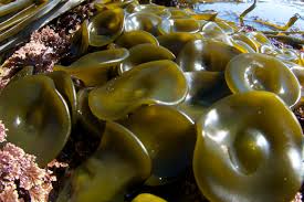 Image result for Stolzia heiligenthalii