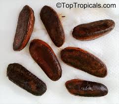 Image result for Diospyros crassiflora