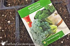 Look out for light green buds and cut them with. How To Grow Broccoli From Seed Step By Step Get Busy Gardening