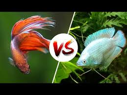 Day One Of Seeing How Our Betta And Honey Gourami Do Together, So Far So  Good! : R/Aquariums