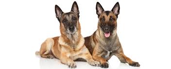 As long as he is active, the belgian sheepdog will be happy. Belgian Shepherd Dog Dog Breed Profile Petfinder
