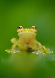 Image result for glass frog
