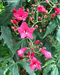 Image result for Ipomoea fanshawei