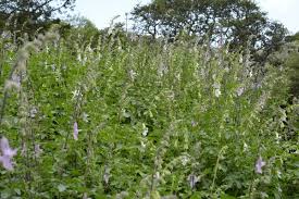 Image result for Ceratotheca triloba