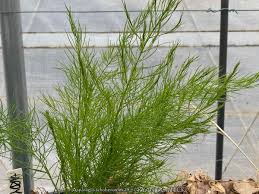 Image result for Asparagus suaveolens
