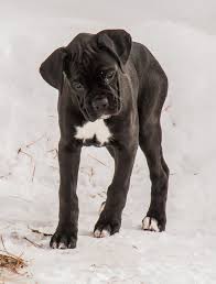 Black And White Boxer Puppies For Sale In California Home Page Codman Hill Boxers Sealed Brindle Boxer Puppies For Sale Boxer Puppies Boxer Dogs Boxer Puppies For Sale