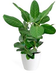 Check spelling or type a new query. Pin On Plants