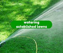Adjust your watering time accordingly. Watering Established Lawns Houston Sugar Land Pearland