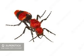 Image result for Antherotoma debilis