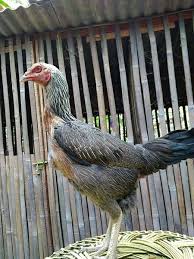Maybe you would like to learn more about one of these? Jual Produk Telur Ayam Mangon Iq Termurah Dan Terlengkap Juli 2021 Bukalapak