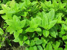 Image result for Platostoma sp. no. 2