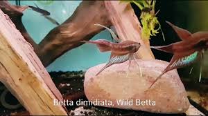 Ultimate Betta Guide With Pictures And Video Monsterfishkeepers Com
