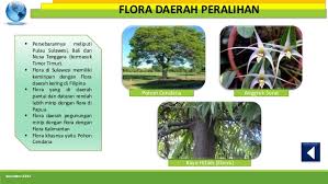 Gambar flora dan fauna di daerah oriental. Persebaran Flora Dan Fauna Di Indonesia Nia Amelia 1001850