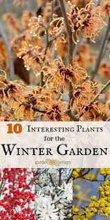 Check Out These Cool Characters The Top Plants For Winter Garden Interest Garden Therapy Winter Garden Winter Plants Plants