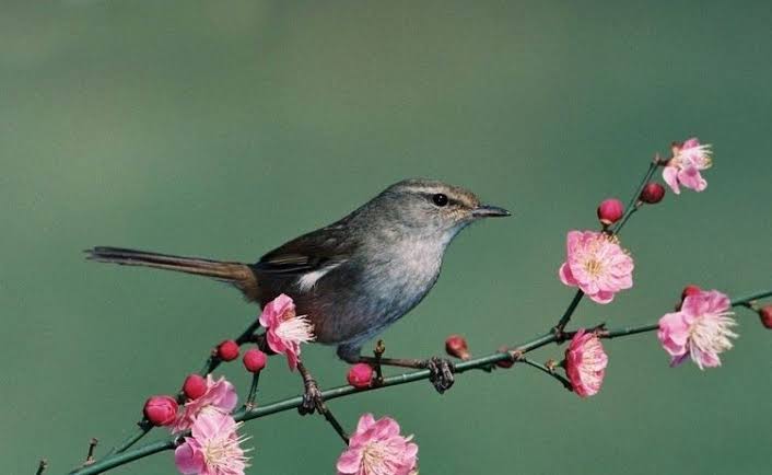 Mga resulta ng larawan para sa Japanese Bush Warbler or Nightingale"