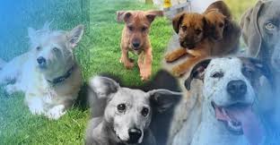 Sie alle suchen ihr zuhause im glück bei tollen menschen. Blue Dogs By Beschutzerinstinkte E V Hilfe Fur Hunde In Not