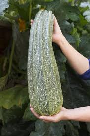 Dabei ist die dauer und die menge. Zucchini Pflanzen Pflegen Und Ernten Mein Schoner Garten