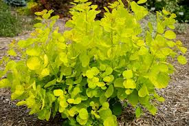 Maybe you would like to learn more about one of these? Cotinus Coggygria Golden Spirit Smokebush