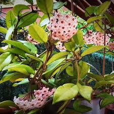 Image result for hoya plant flower