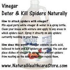 Official Home Page Repellent Diy Get Rid Of Spiders Spiders Repellent Diy