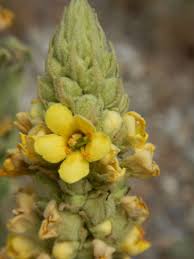 Image result for Viscum shirense