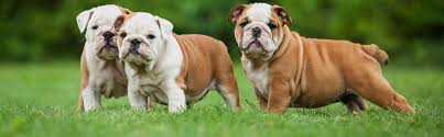 How are english bulldogs priced near the georgia area? Candy Mountain Bull Dogs English Bull Dogs Breeder In Griffin Georgia