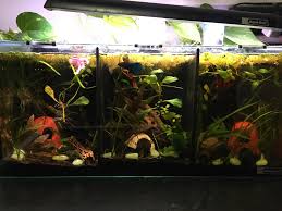 Those who survive on similar temperature sand water conditions such as shrimps and dwarj guarami, can enjoy their own exciting environment, whilst surviving off the same aquarium equipment. Betta Trio Bettafish