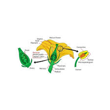 Four Whorls The Parts Of A Flower And Their Functions Brighthub Education