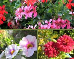 Wie sie balkonpflanzen pflegen, lernen sie hier. 10 Pflegeleichte Balkonpflanzen Fur Die Sonne Balkonrosen Blog