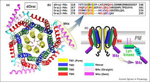 Mobile forensics internet of things digital forensics machine learning. The Intricate Coupling Between Stim Proteins And Orai Channels Sciencedirect