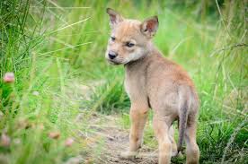 Discover this endangered us the red wolf is a critically endangered north american mammal. Slideshow Baby Red Wolf Pups At Point Defiance Zoo South Sound Magazine