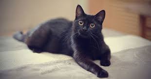 Beastie, domestic short hair,black, 3 yrs., large. Is Black Panther Boosting Black Cat Adoptions