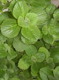 Image result for Coleus caninus