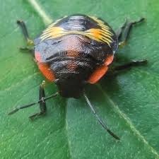 Chemical defences, the grey and green ones sent off a bad smell when disturbed. Pdf Biology And Management Of The Green Stink Bug