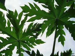 Pin By Pao Sopon On Nature Leaf Shapes Plant Leaves Leaves