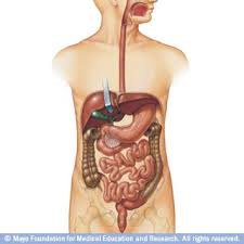 Slide Show See How Your Digestive System Works Mayo Clinic