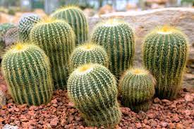 A market that is now minnich, 71, has been a cactus grower and nursery operator in new mexico for 50 years. 10 Coolest Cacti On Earth