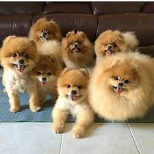 How Much Is A Pomeranian In Uae Pets Lovers