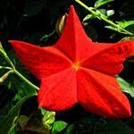 Image result for Mussaenda elegans