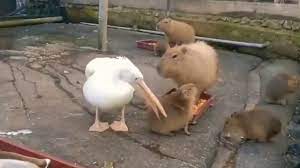 Pelican't eat a Capybara - YouTube