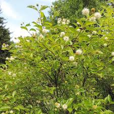 Image result for Cephalanthus