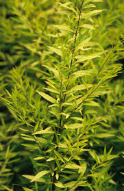 Image result for Thunbergia pynaertii