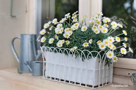 Das weitere hängt vom einkauf ab: Blumenkasten Ganzjahrig Bepflanzen 66 Ideale Balkonpflanzen