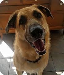 This gsd/husky mix is just 6 months, you got to fall in love with those blue eyes. Pin On Melts Your Heart